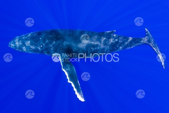 Tahiti, humpback whale  resting in the deep blue ocean with sun rays