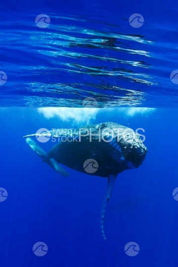 Tahiti, humpback whale swimming by the surface