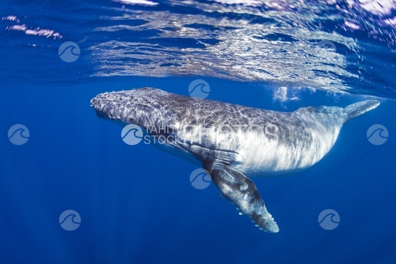 Tahiti, humpback whale swimming by the surface