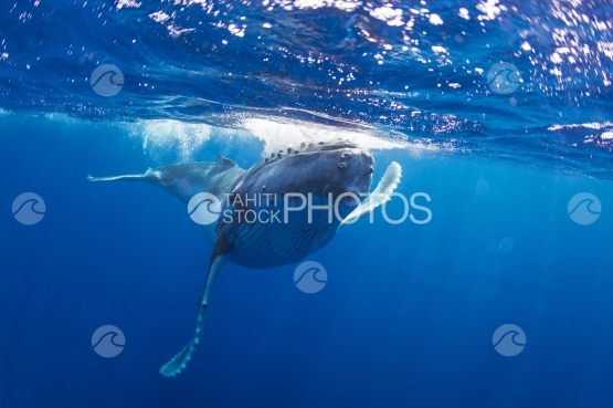 Tahiti, humpback whale swimming by the surface