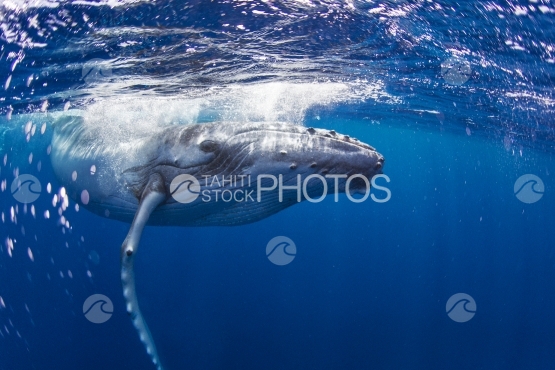 Tahiti, humpback whale swimming by the surface