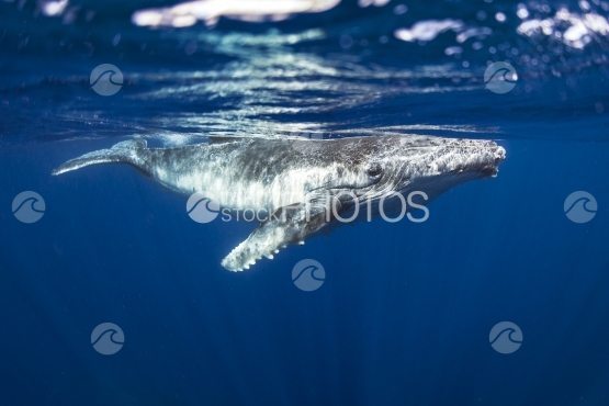 Tahiti, humpback whale swimming by the surface