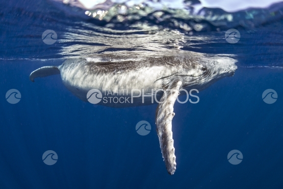 Tahiti, humpback whale swimming by the surface