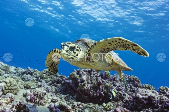 Rangiroa, Hawksbill turtle swimming near the coral reef