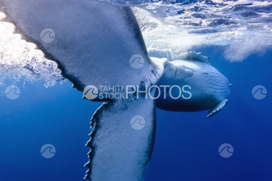 Tahiti, humpback whale swimming by the surface