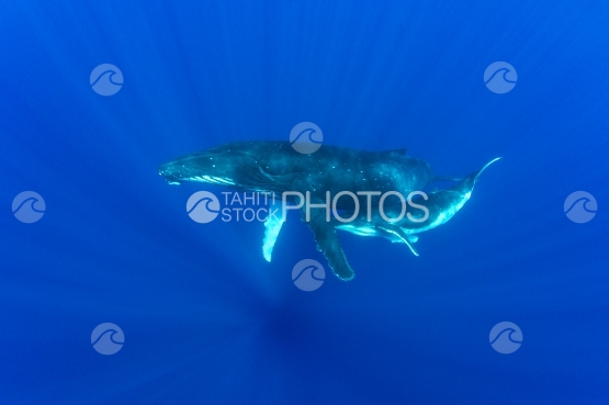 Tahiti, humpback whale swimming by the surface