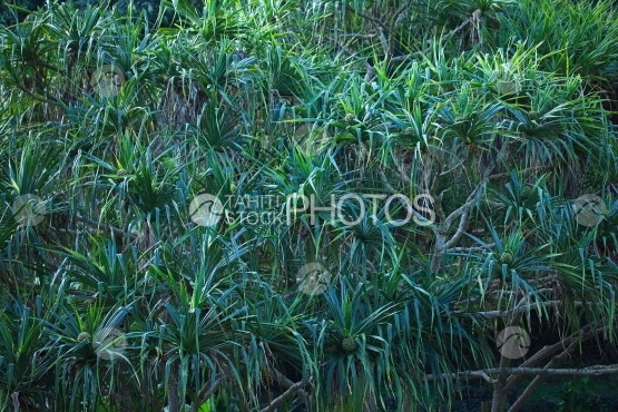 Tahiti, Pandanus grove