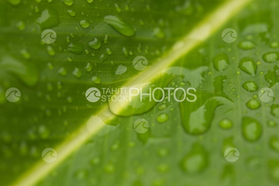 Drops of rain on tropical leaf