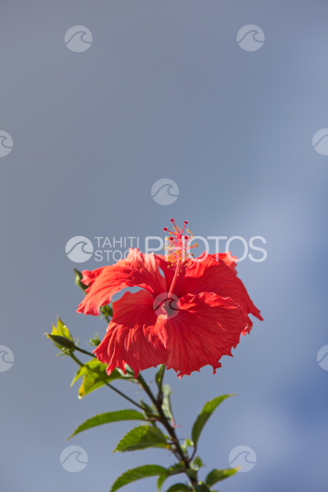 Hibiscus rosa-sinensis, red tropical flower and sky