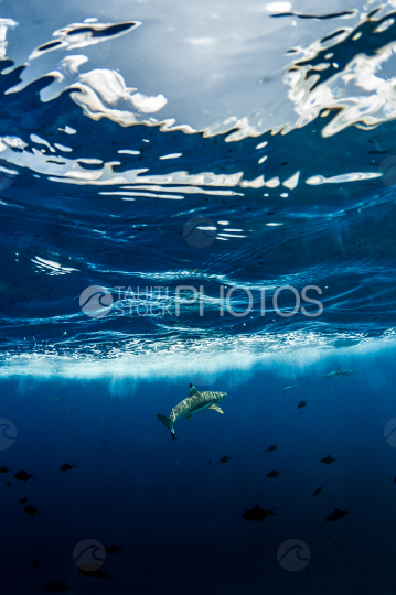Black Tip shark shot under the surface of the ocean and trigger fishes 