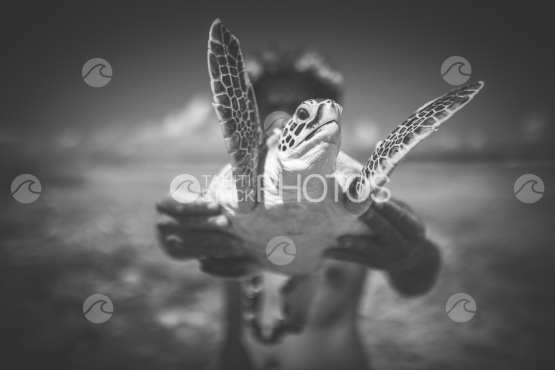 Bora Bora, Tahitian holding a young green sea turtle before releasing it in the lagoon