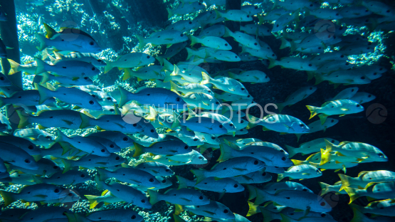 school of tropical fish
