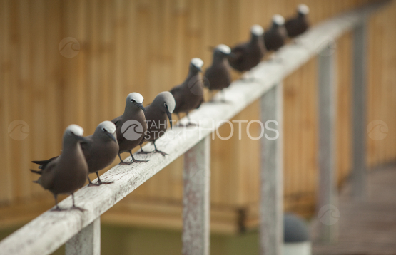 Group of brown noddi on the balcony