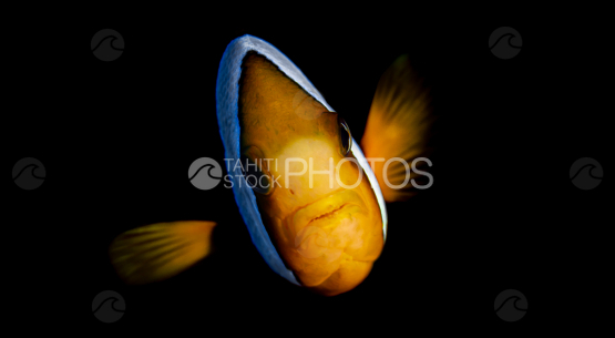 Clownfish in the dark, Moorea underwater, night dive