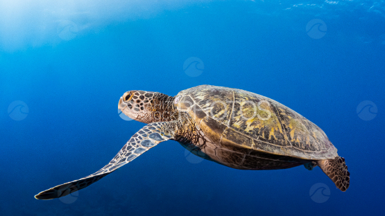 Greenturtle swimming in the ocean, Moorea