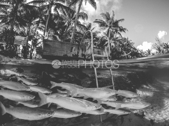 Fishes under pontoon in the lagoon, half air, half undersea, shot black and white