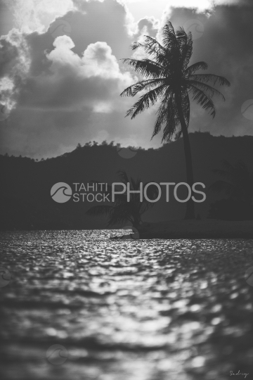 Sunset and landscape of Bora Bora, beach and coconut tree, shot black and white