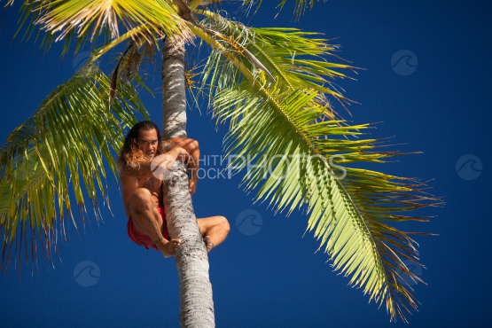Bora Bora, polynesian climbing on the coconut tree