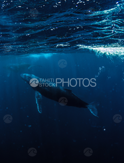 Bora Bora, two Humpback whales swimming in the ocean