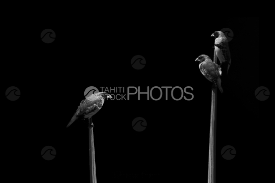 Vini vini birds on a branch, black and white photography, Tahiti