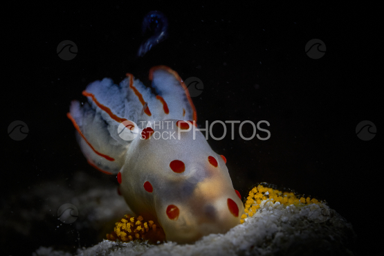 Macro shot at night of sea slug Gymnodoris ceylonica releasing eggs