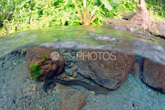 Tahiti, french Polynesia, freshwater eel in the clear Vaima source