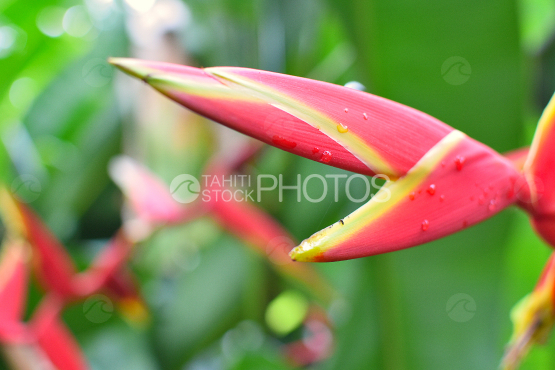 Heliconia chartacea, Pink balisier, tropical flower of Tahiti