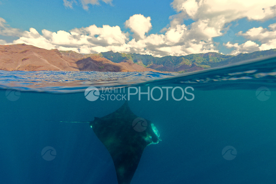 manta ray swimming near the coast, Marquesas islands
