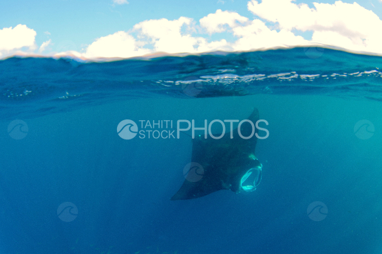 manta ray swimming in the ocean, french Polynesia