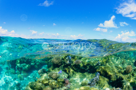corals in the lagoon of bora bora 