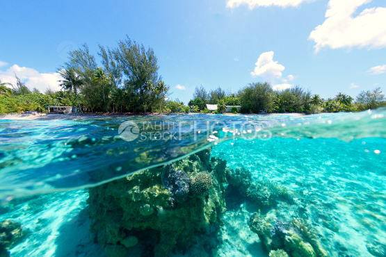 corals in the lagoon of bora bora 