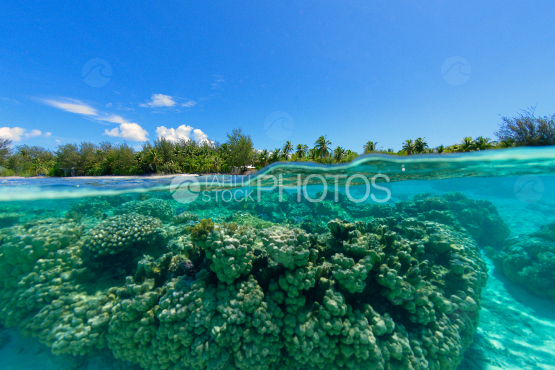 corals in the lagoon of bora bora 