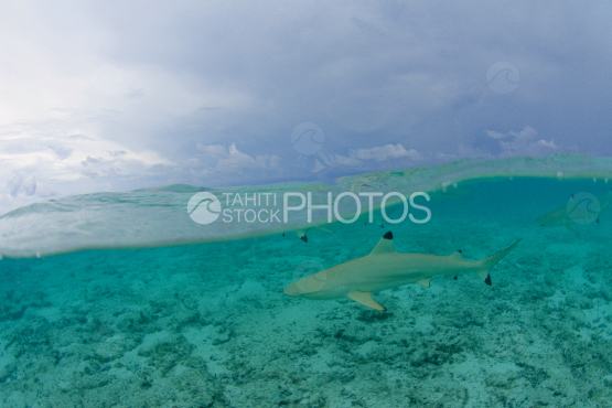 black tip shark in the lagoon of bora bora under stormy sky