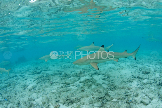 black tip shark in the lagoon of bora bora 