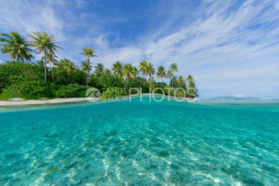 bora bora, islet and coconut trees