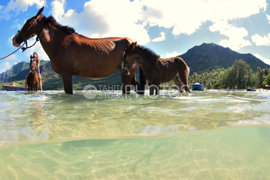 horses on a beach in nuku hiva, marquises islands