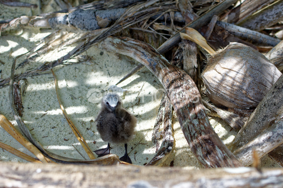 tetiaroa birds 