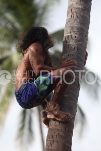 Tahitian climbing on a coconut tree, Polynésien montant sur un cocotier