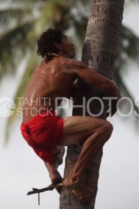Tahitian climbing on a coconut tree, Polynésien montant sur un cocotier
