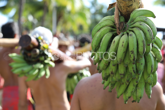 Tahiti, Polynesian men carrying bunches of bananas on their shoulders, Fruit Carrier Race, Tuaro Maohi, Polynesia