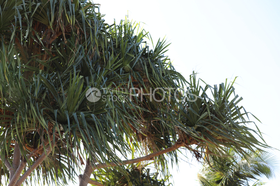 Tahiti, Pandanus leaves in the wind