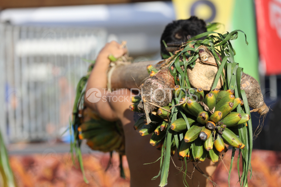 Tahiti, Polynesian men carrying bunches of bananas on their shoulders, Fruit Carrier Race, Tuaro Maohi, Polynesia