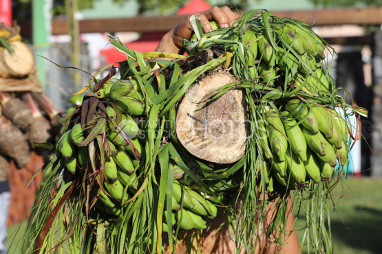 Tahiti, Polynesian men carrying bunches of bananas on their shoulders, Fruit Carrier Race, Tuaro Maohi, Polynesia