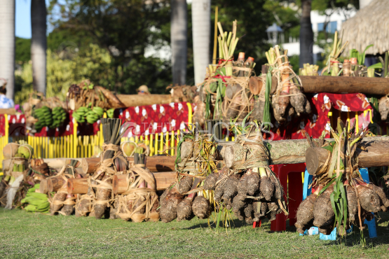 Tahiti, row of Taro tubers before the Fruit Bearers Race, Tuaro Maohi, Polynesia