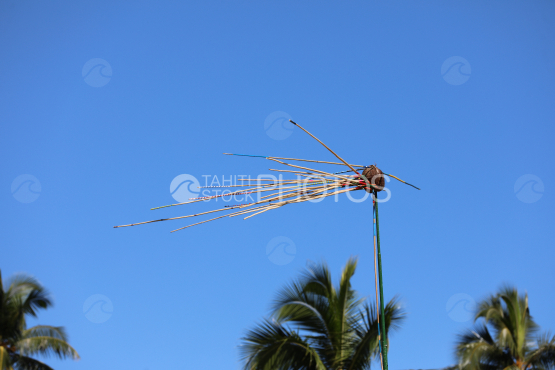 Tahiti, Target, coconut, traditional javelin throwing competition, Tuaro Maohi, Polynesia.