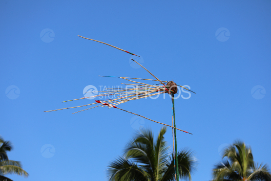 Tahiti, Target, coconut, traditional javelin throwing competition, Tuaro Maohi, Polynesia.