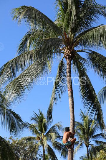 Tahiti, man climbing a coconut tree, Traditional Tuaro Maohi competition, Polynesia