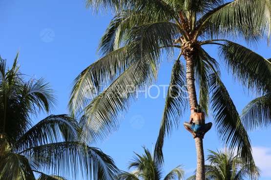 Tahiti, man climbing a coconut tree, Traditional Tuaro Maohi competition, Polynesia