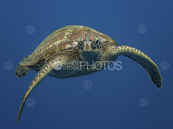 Turtle, Green Turtle, Ocean, French Polynesia, Tahiti