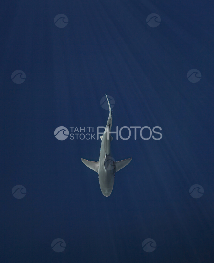 Shark, Silky shark, Ocean, French Polynesia, Tahiti